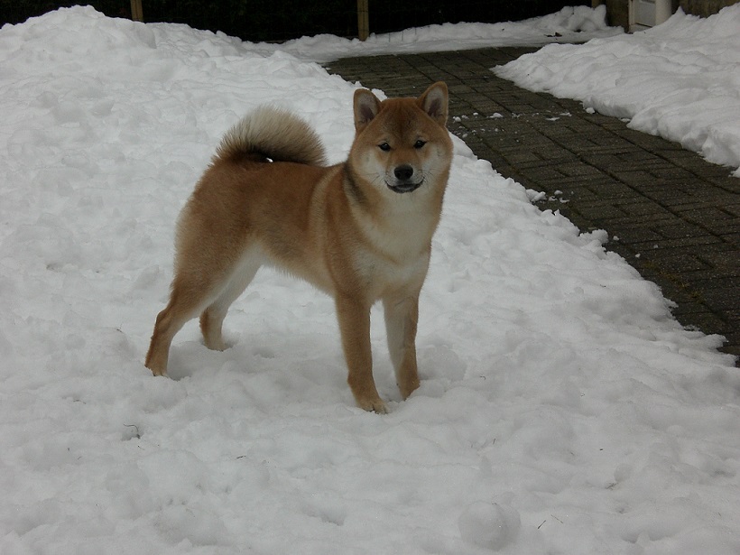 Kaito / Foto door Takashikai